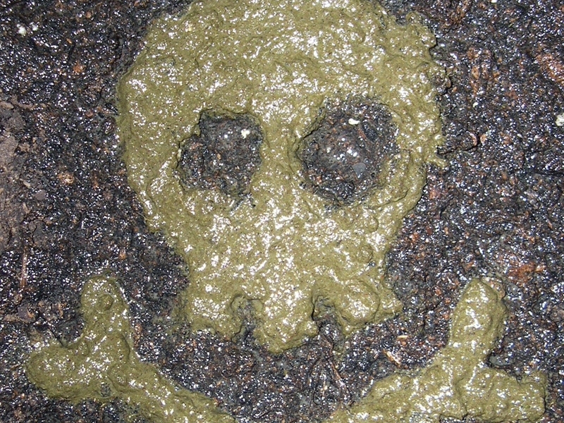 Moss&nbsp;Graffiti