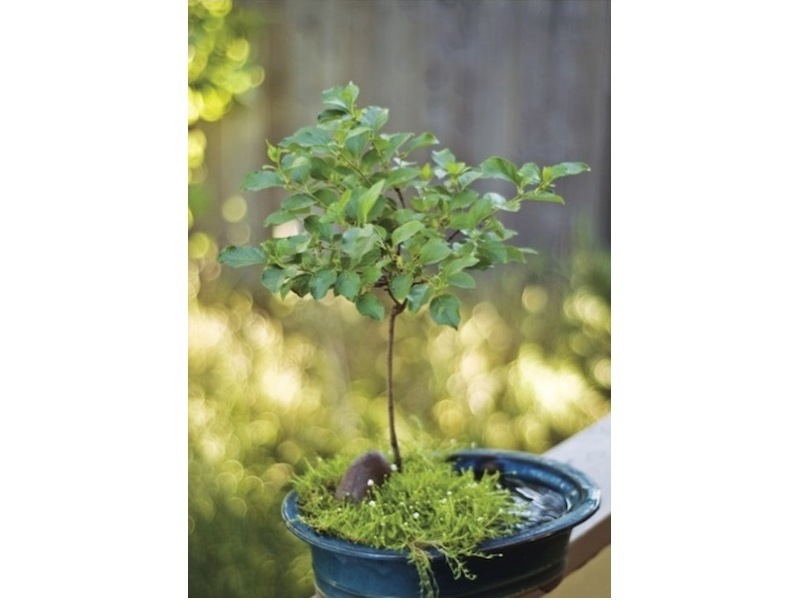 Bonsai 101
