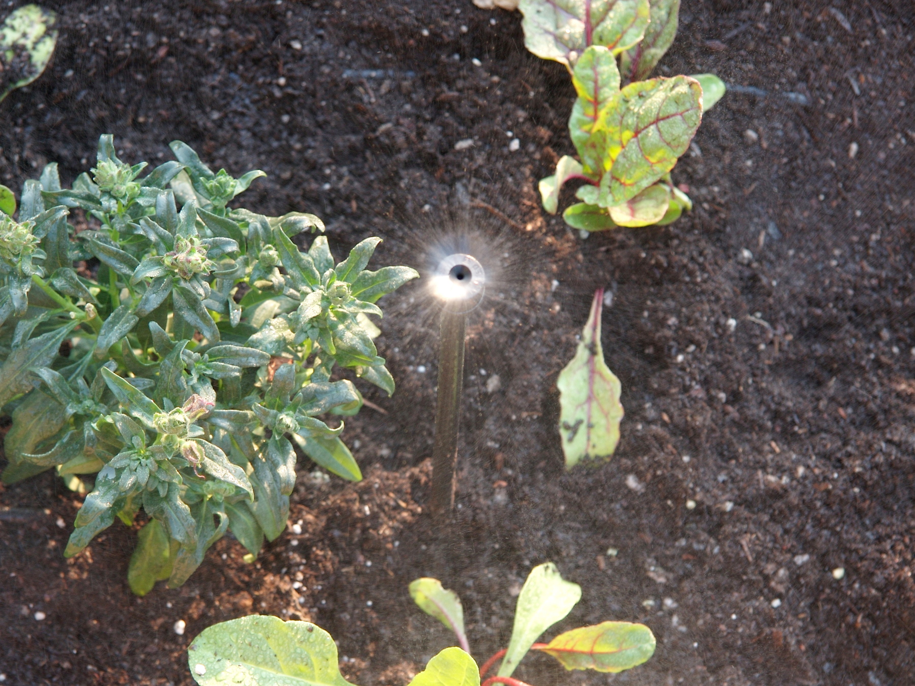 Drip&nbsp;Irrigation