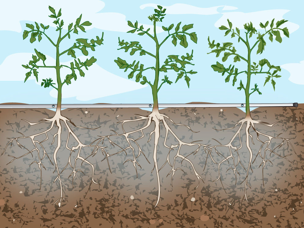 Drip&nbsp;Irrigation