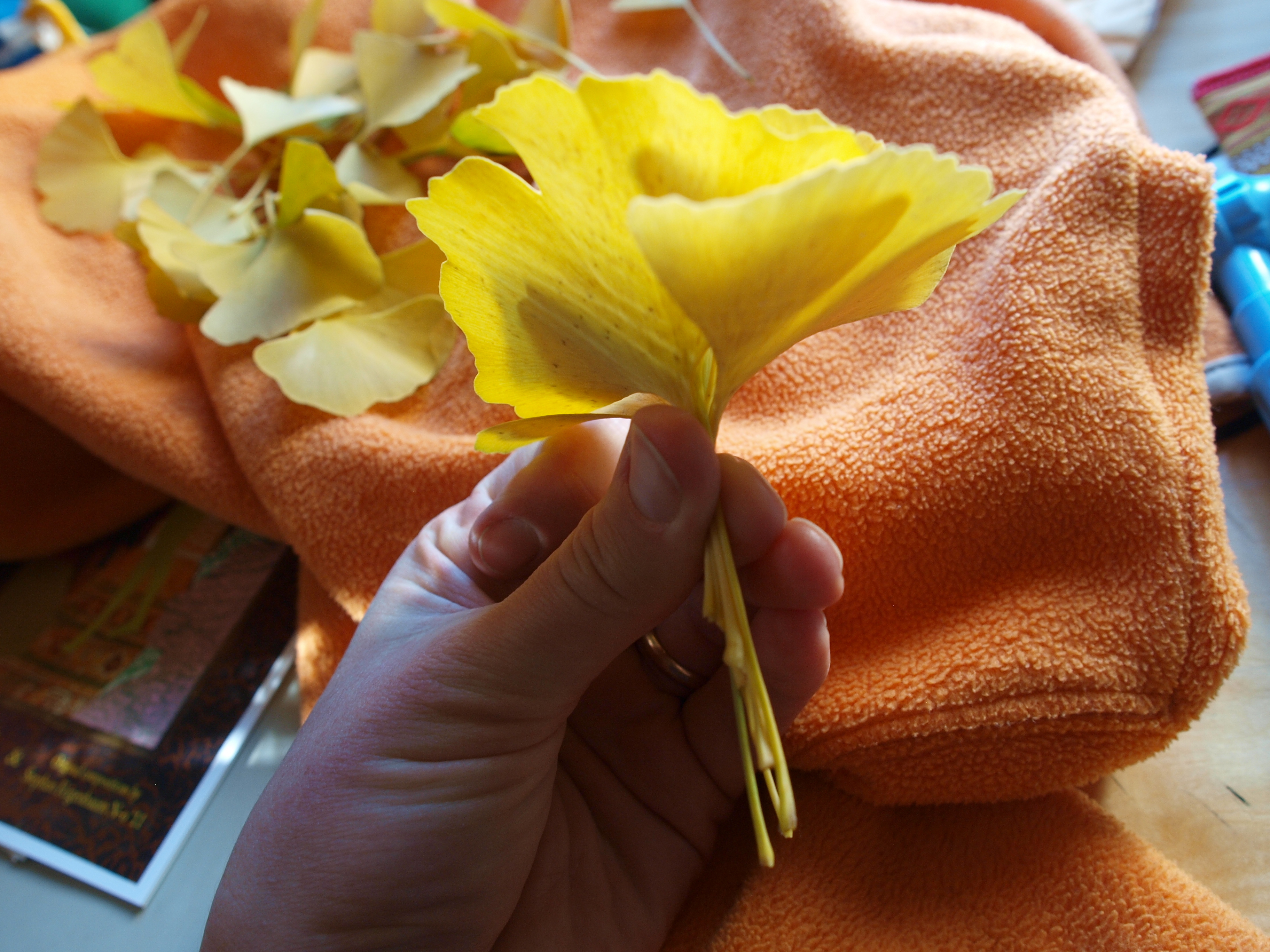 Yellow Gingko Rose