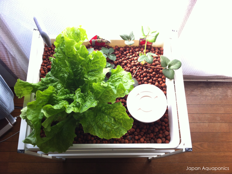 Indoor Aquaponics&nbsp;System