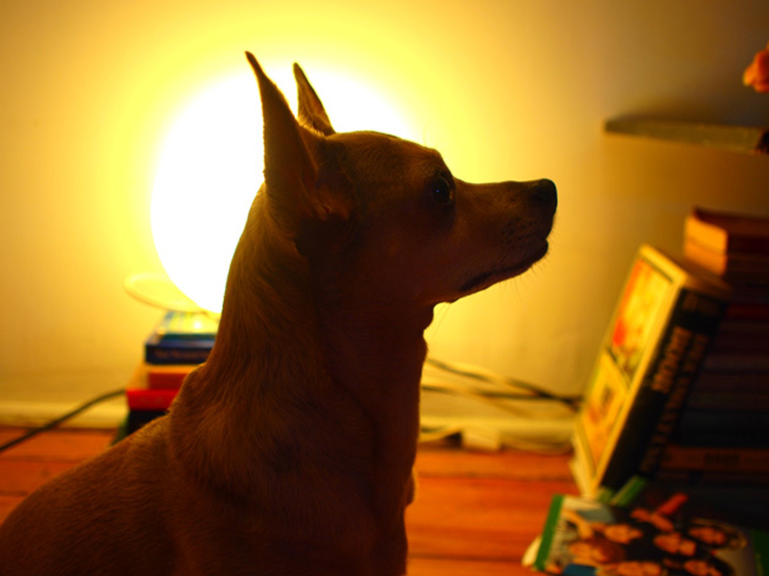 New Project: Silhouette Dog Portrait Using Illustrator