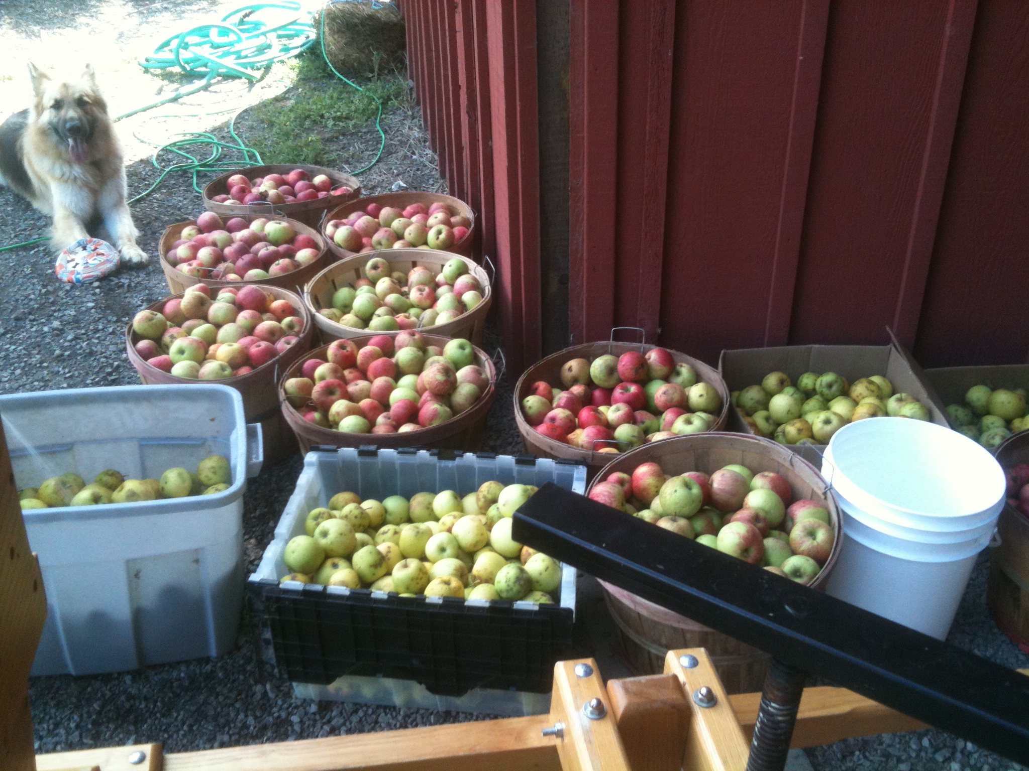 Apple&nbsp;Cider