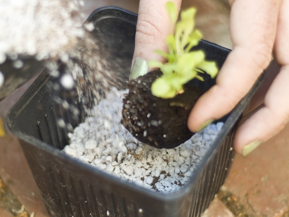 Hydroponic Veggie&nbsp;Garden