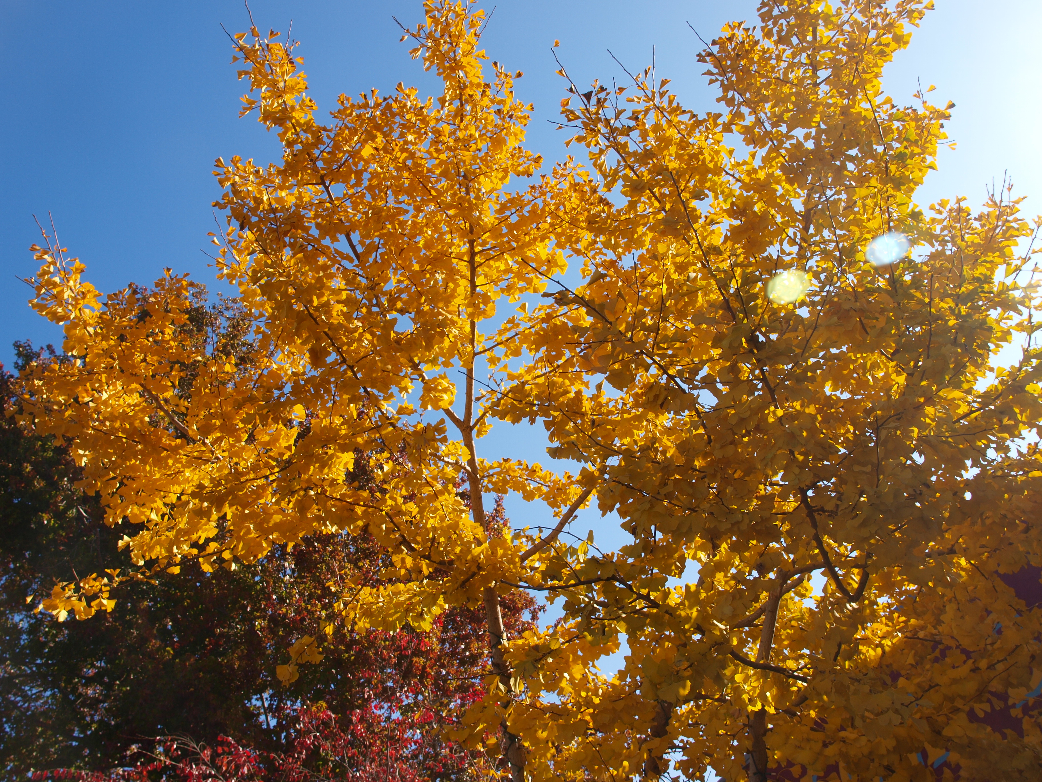 Yellow Gingko Rose