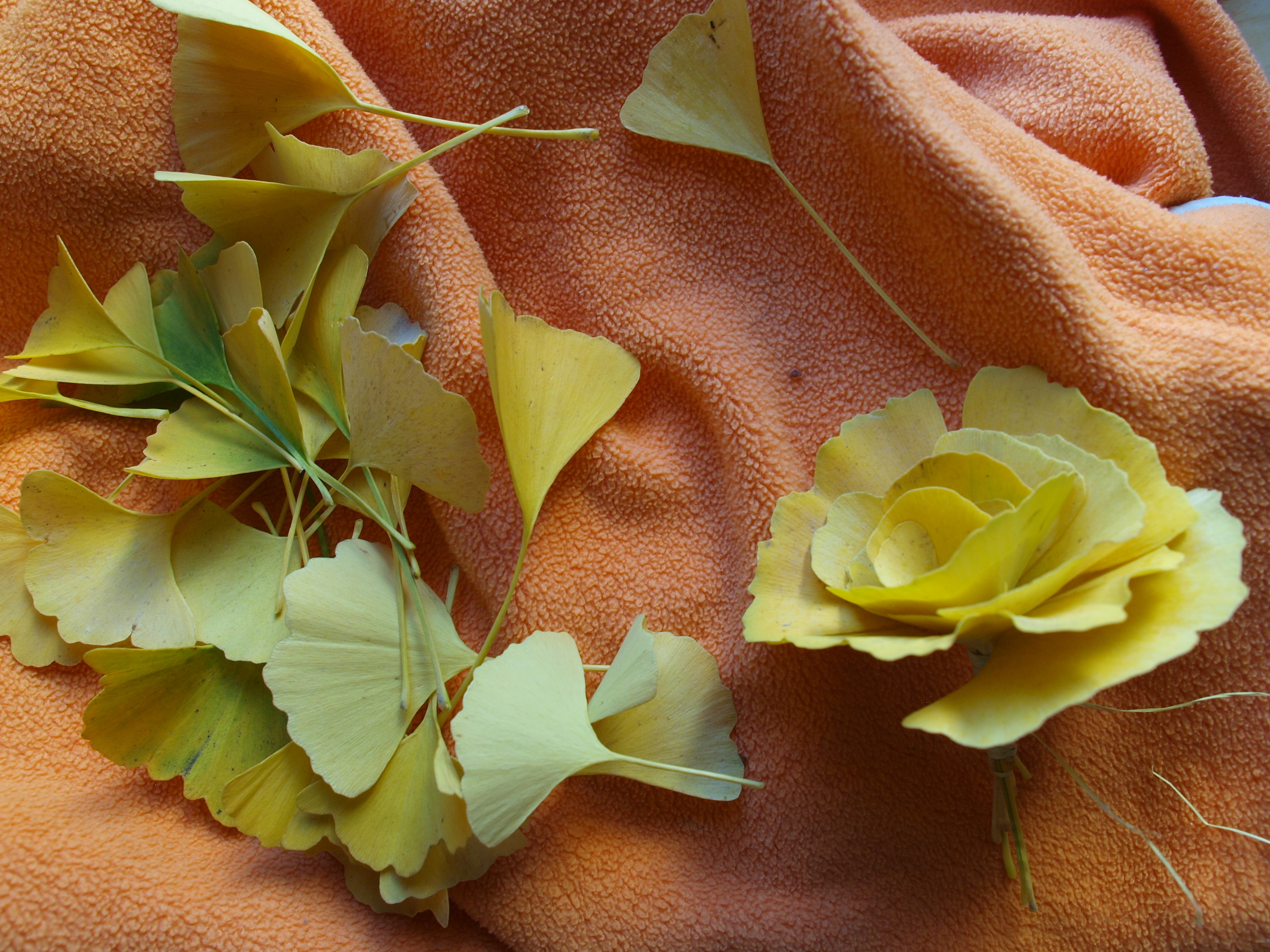 Yellow Gingko Rose