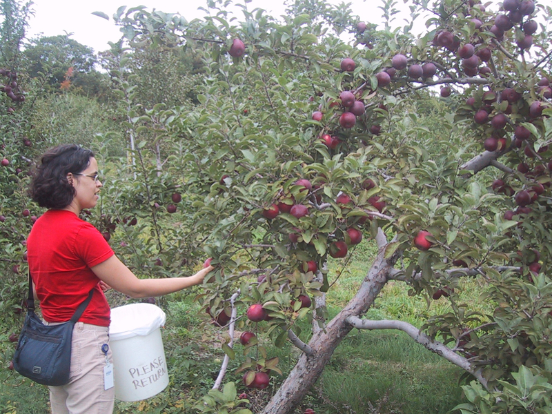 New Project: Hard Cider