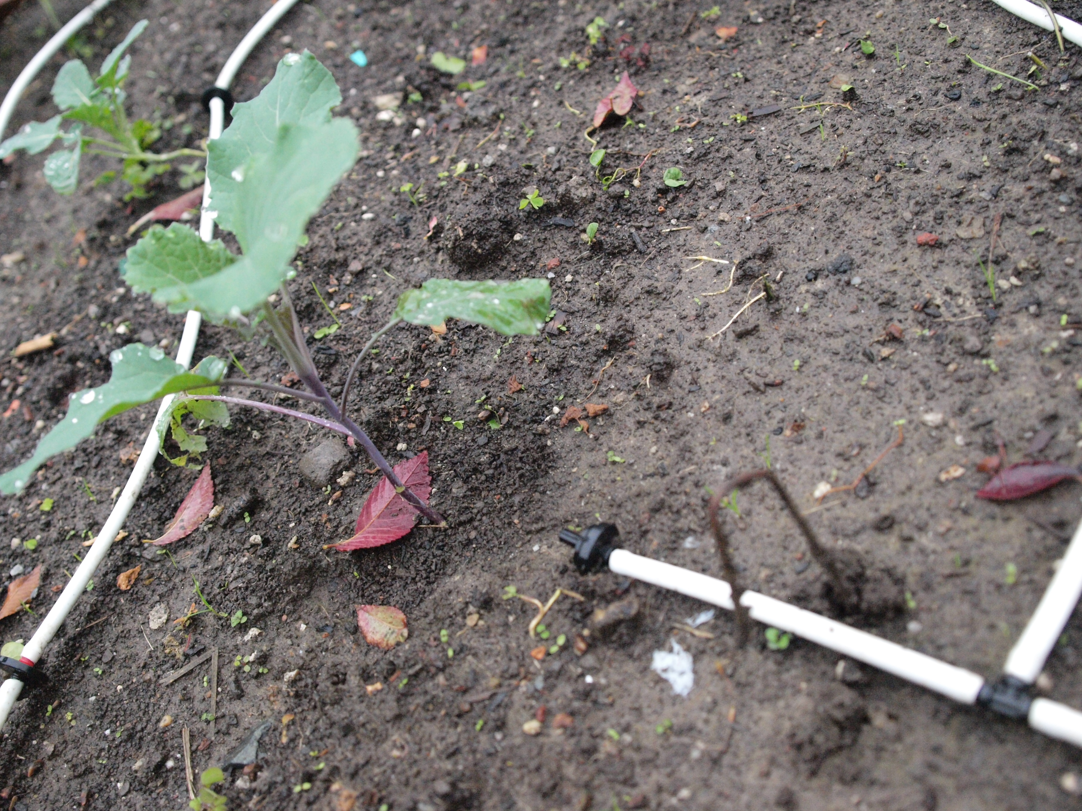 Hose Stakes from Reused Hangers (for Drip-Irrigation&nbsp;Systems)