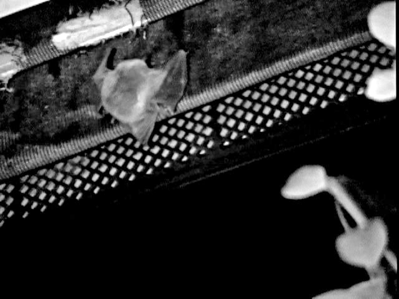 Invisible Strobe Flash