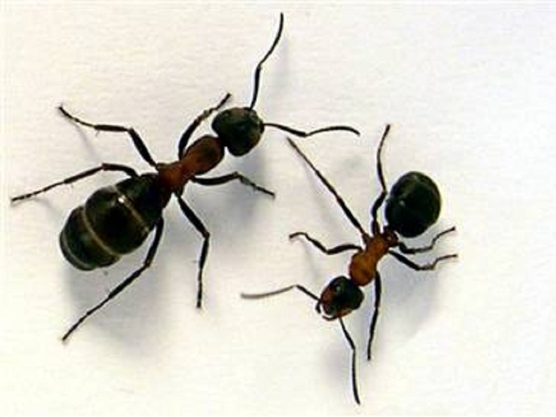 New Project: Make an Ant Farm