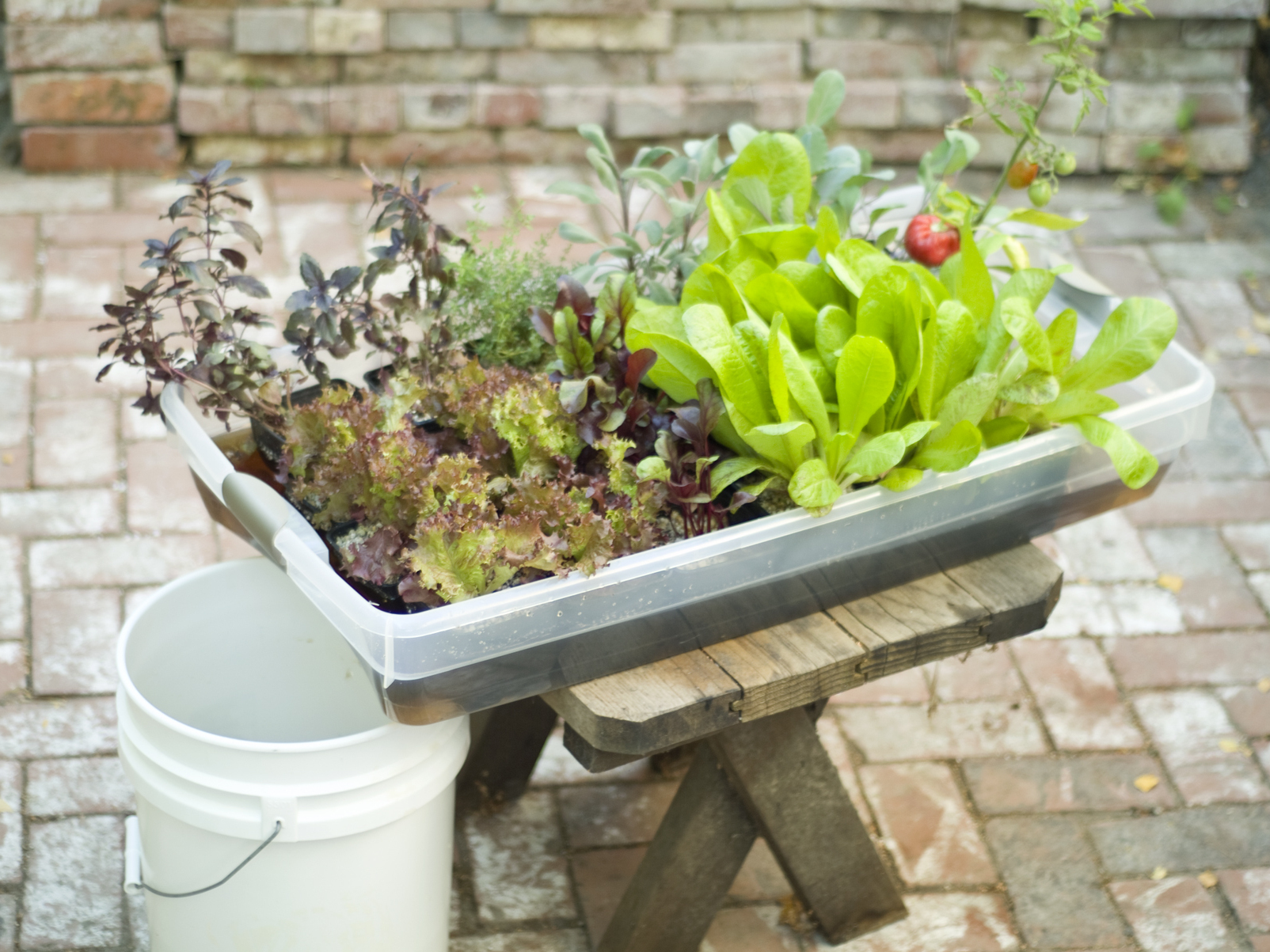 Hydroponic Veggie&nbsp;Garden