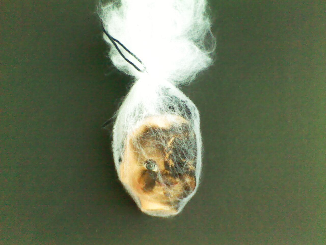 New Project: WebHeads! Create Spiderweb-Trapped Doll Heads for Halloween
