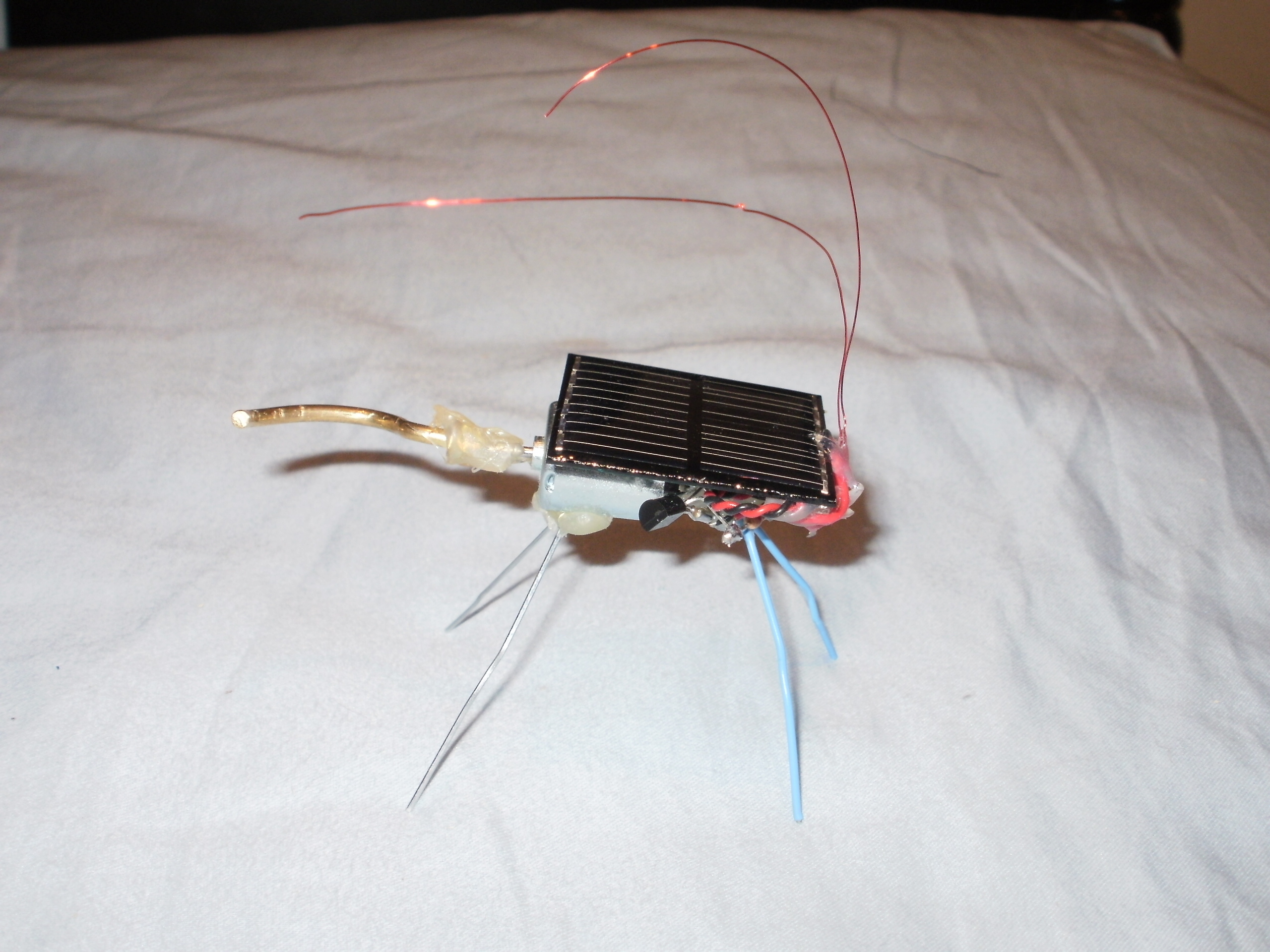 Solar Buzzing&nbsp;Beetle