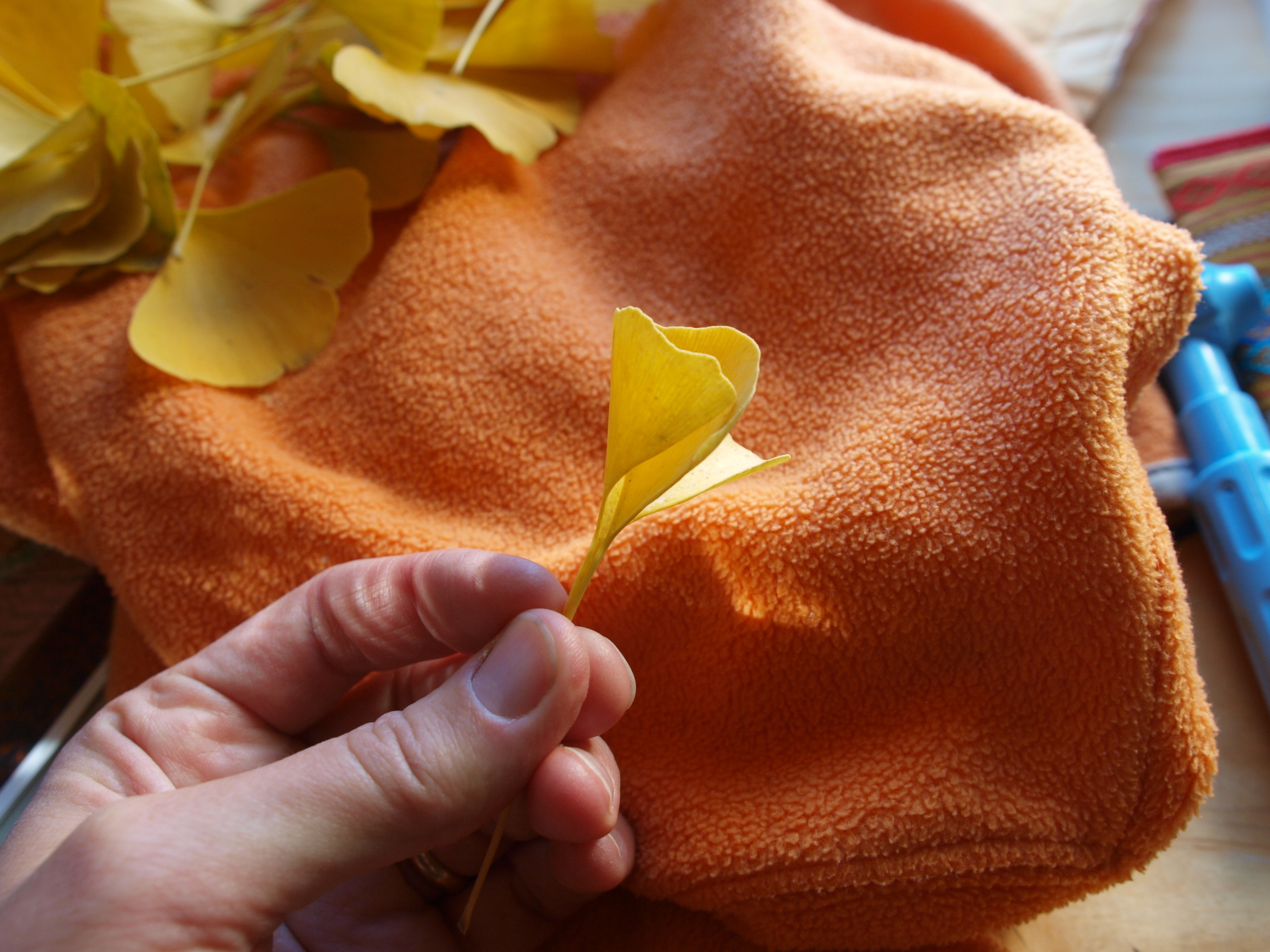 Yellow Gingko Rose