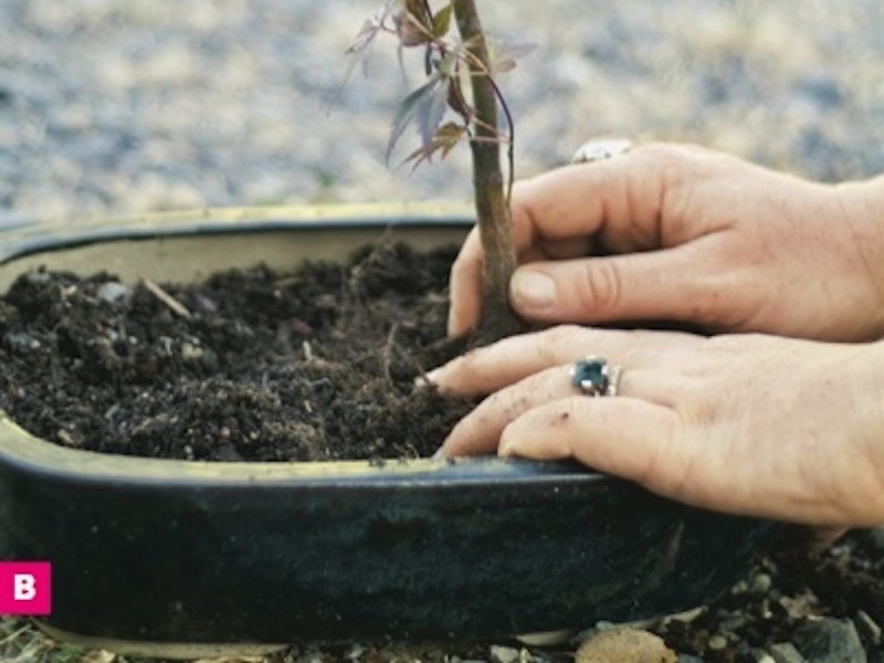 Bonsai 101