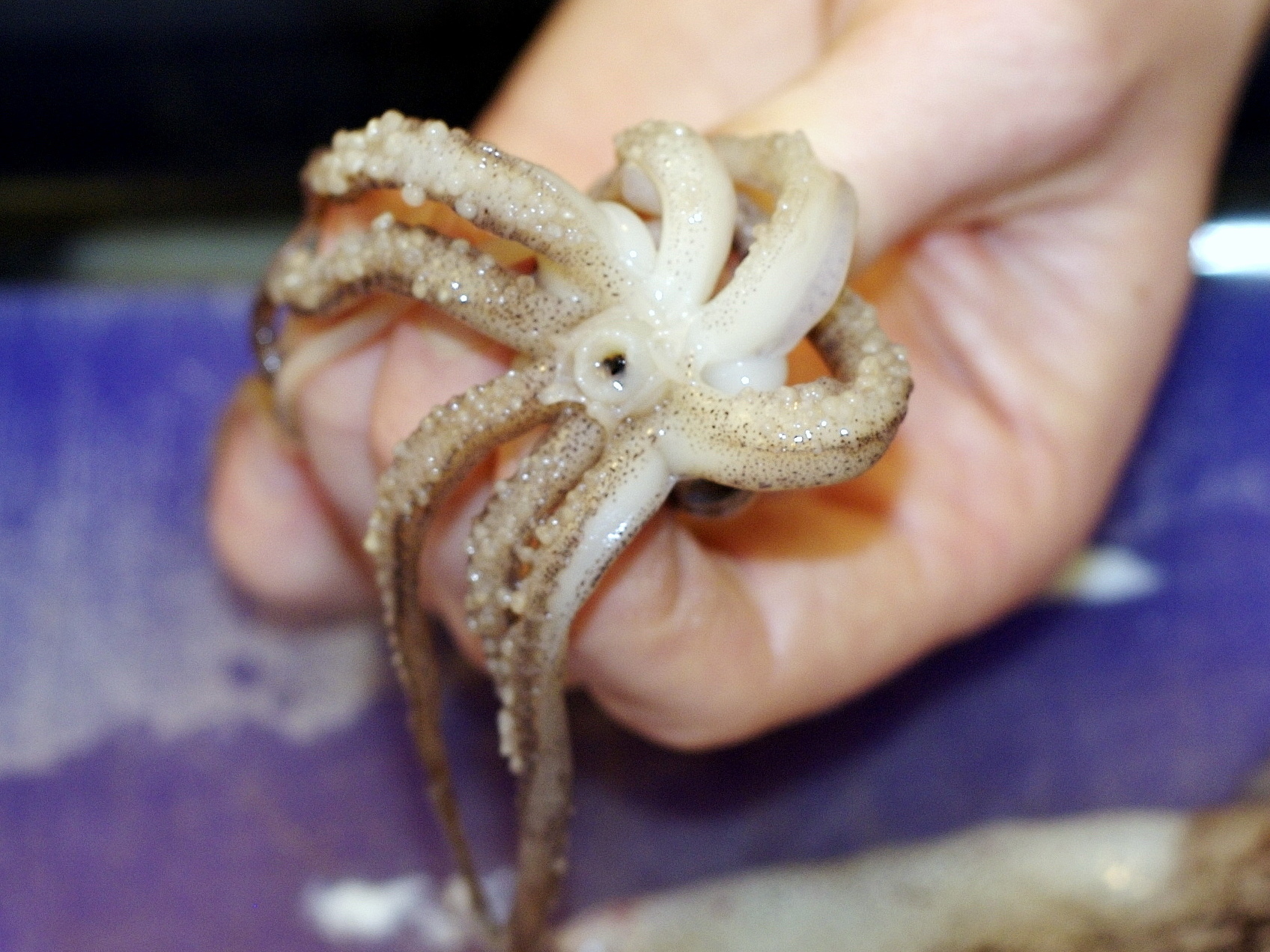 New Project: Extract and Use Squid Ink