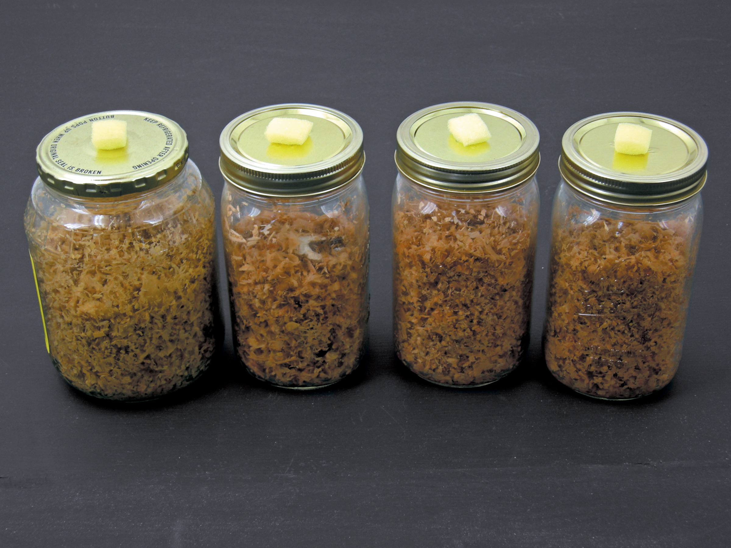 Home Mycology Lab