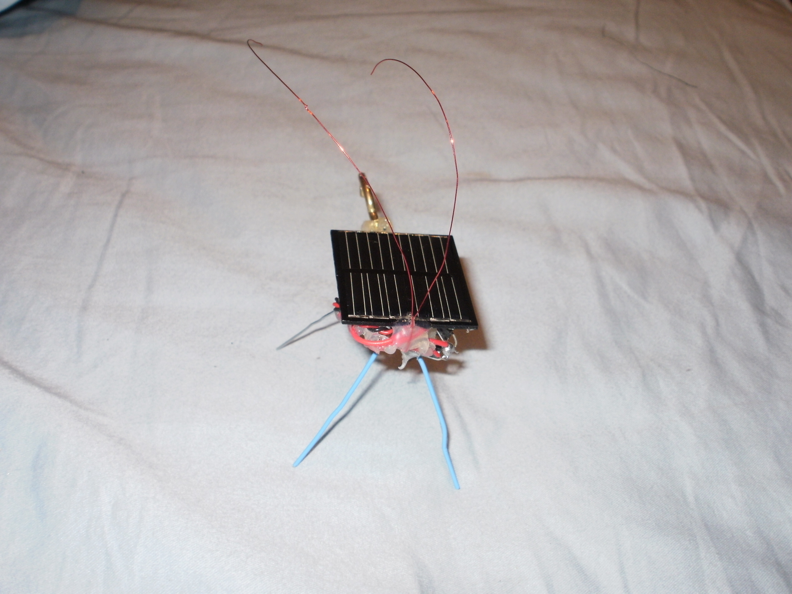 Solar Buzzing&nbsp;Beetle
