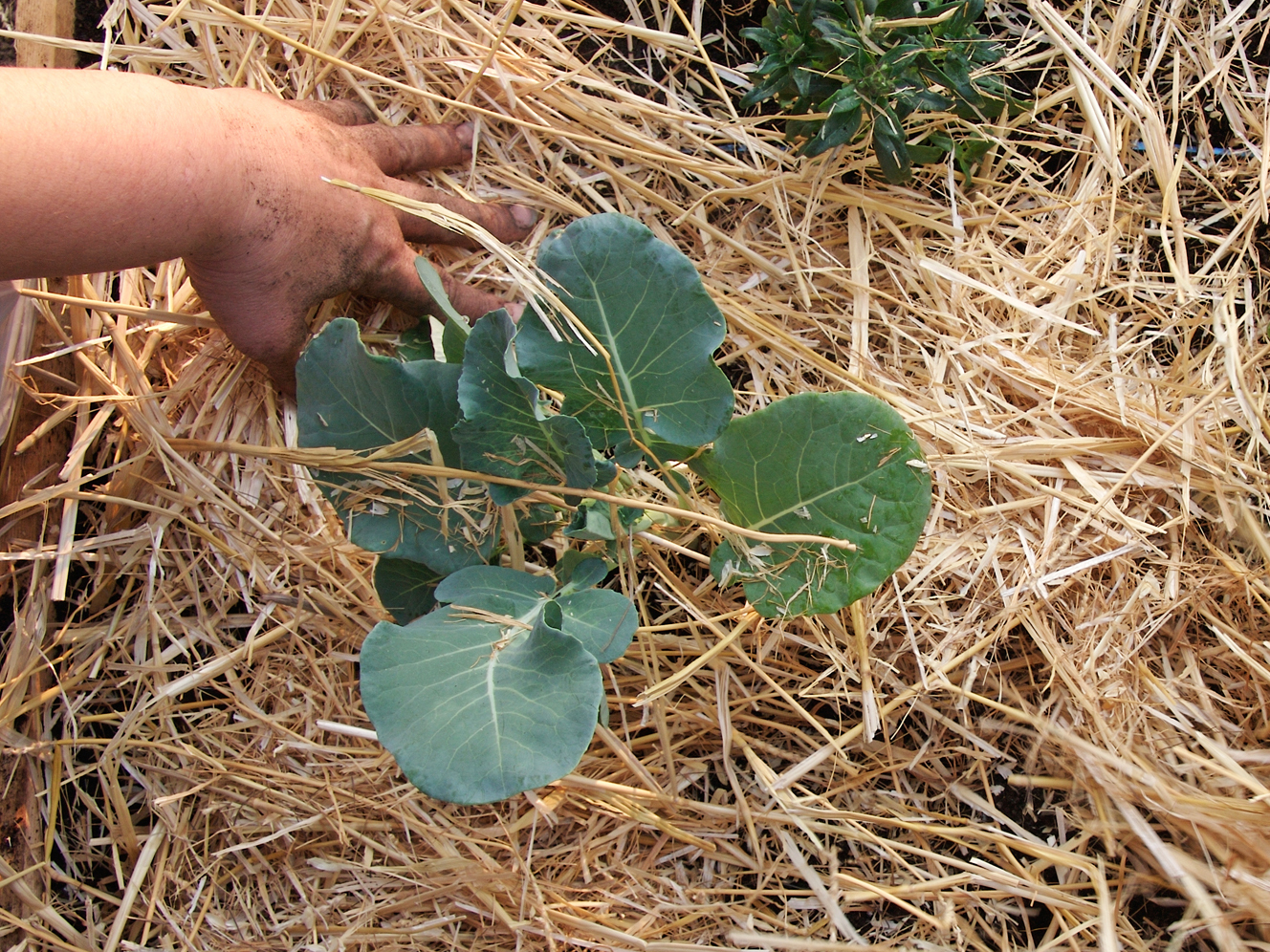 Drip&nbsp;Irrigation