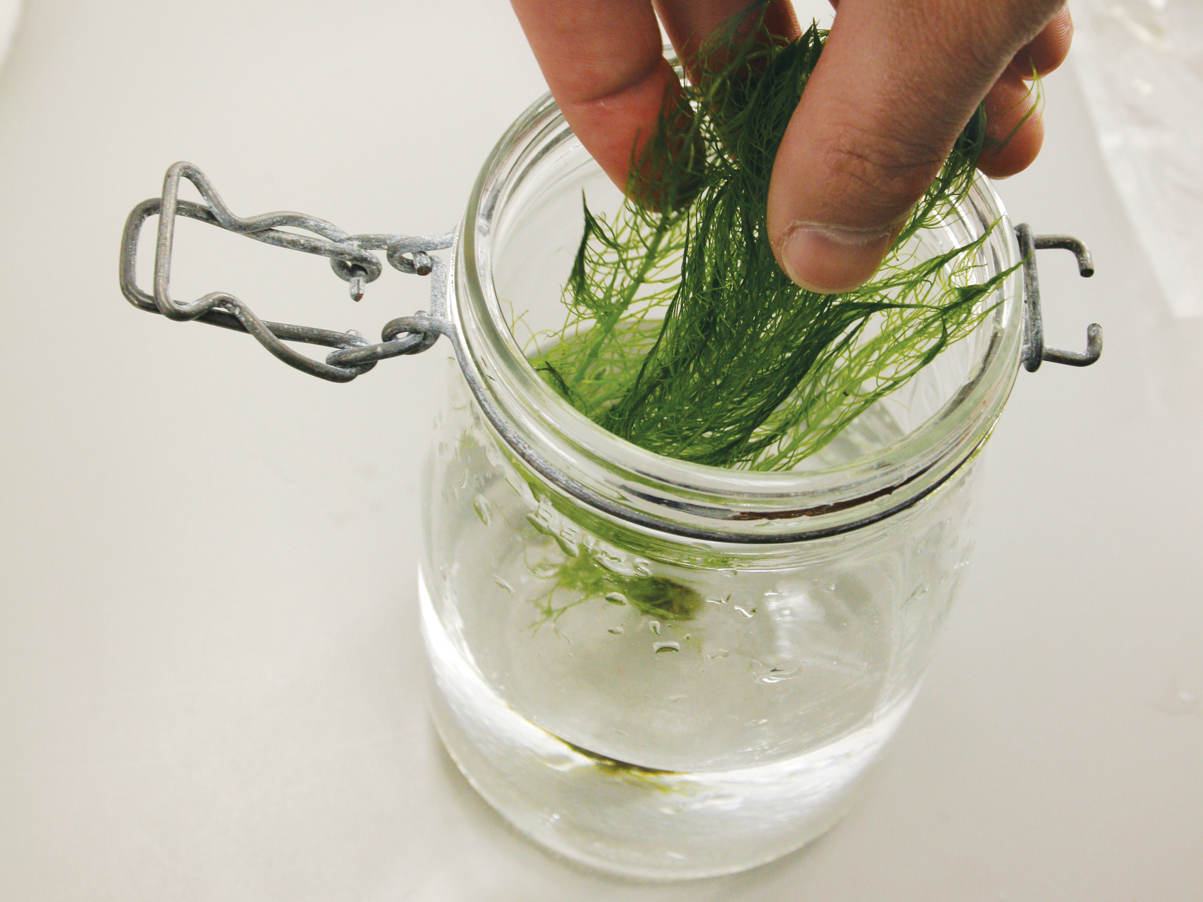 Tabletop&nbsp;Biosphere