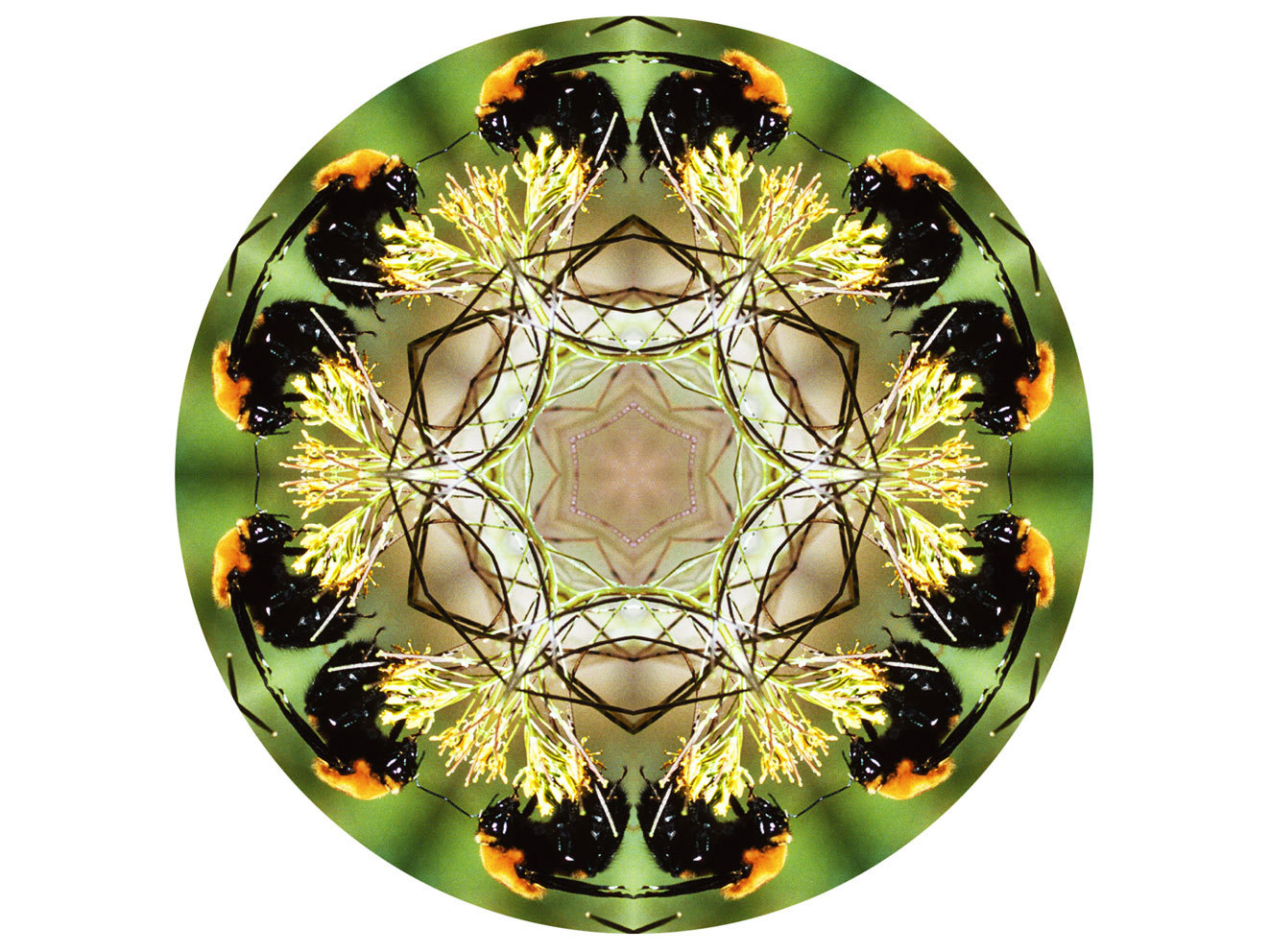 Kitty&nbsp;Kaleidoscope