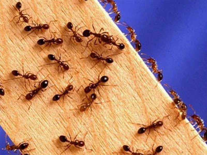 New Project: Make an Ant Farm