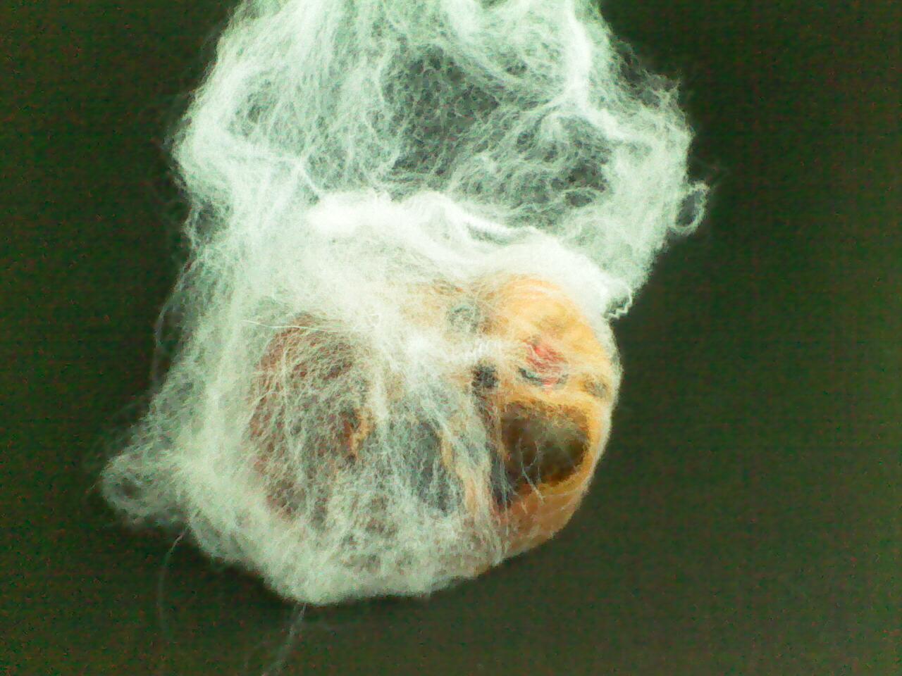 New Project: WebHeads! Create Spiderweb-Trapped Doll Heads for Halloween