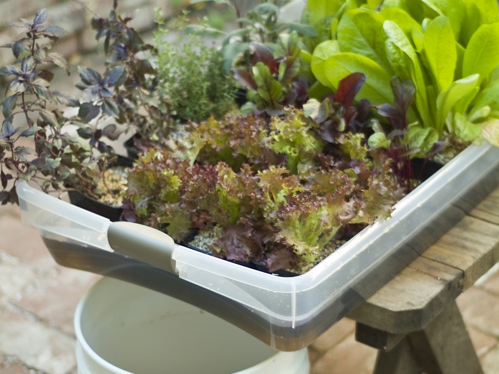 Hydroponic Veggie&nbsp;Garden