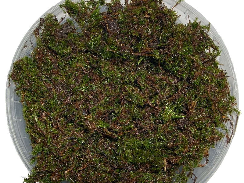 Moss&nbsp;Graffiti