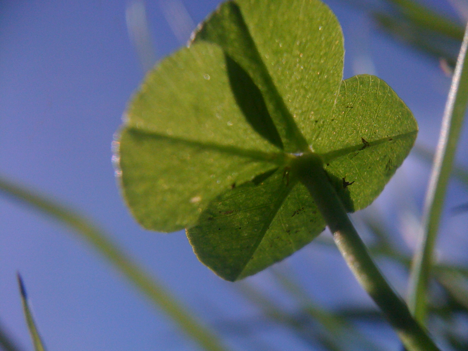iPhone Macro&nbsp;Lens