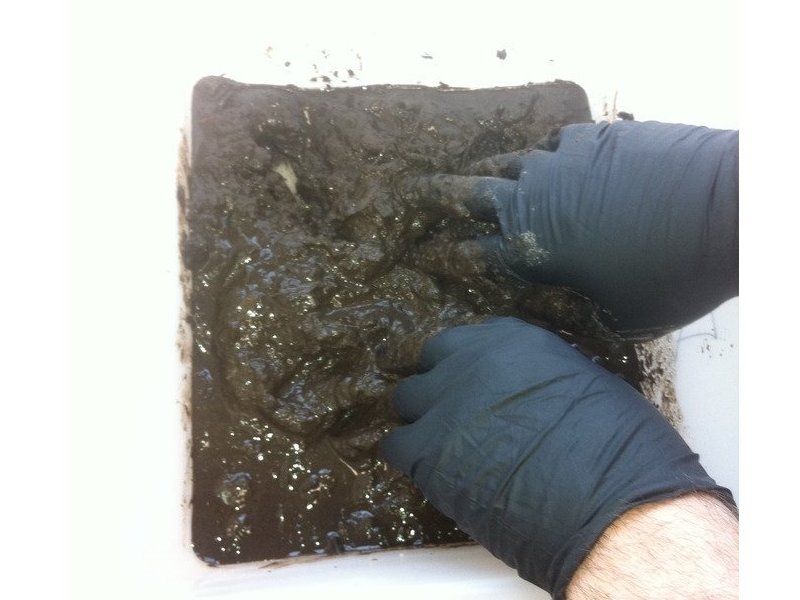 Bacteria Battery