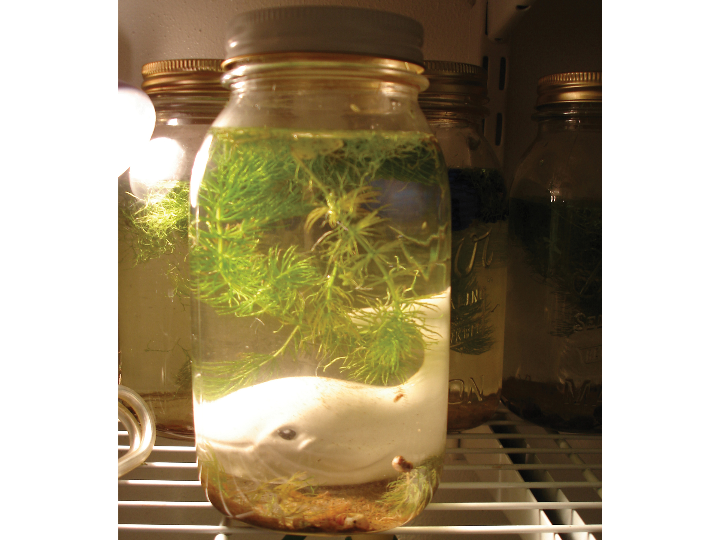 Tabletop&nbsp;Biosphere