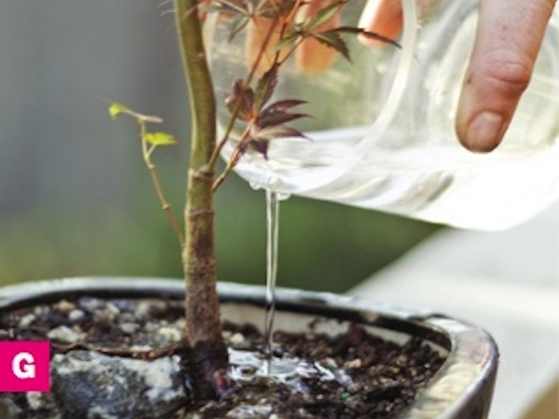 Bonsai 101