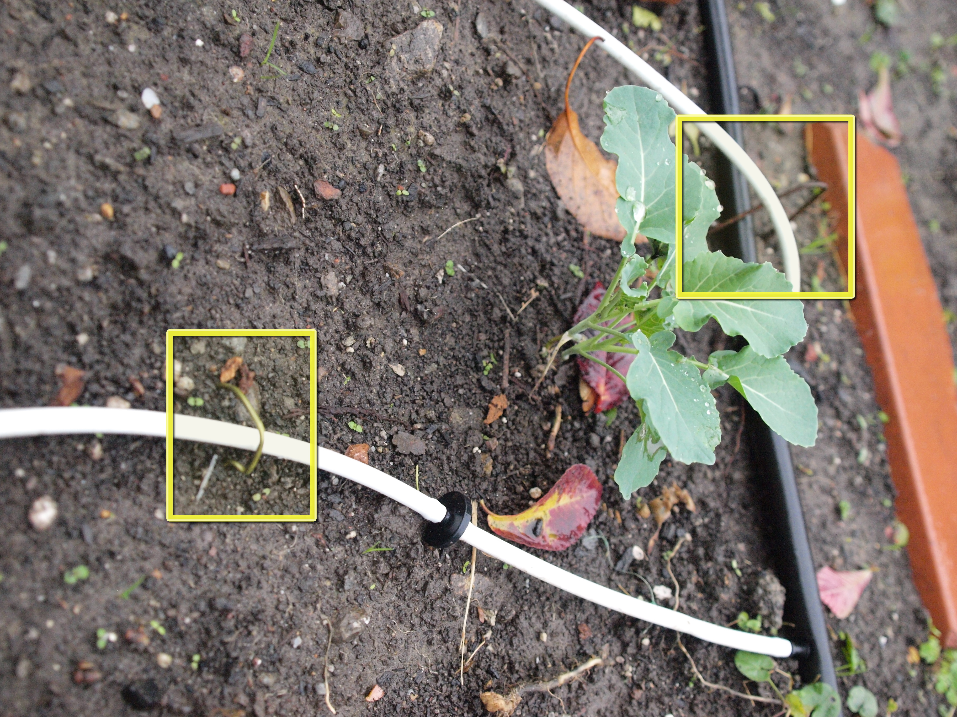 Hose Stakes from Reused Hangers (for Drip-Irrigation&nbsp;Systems)