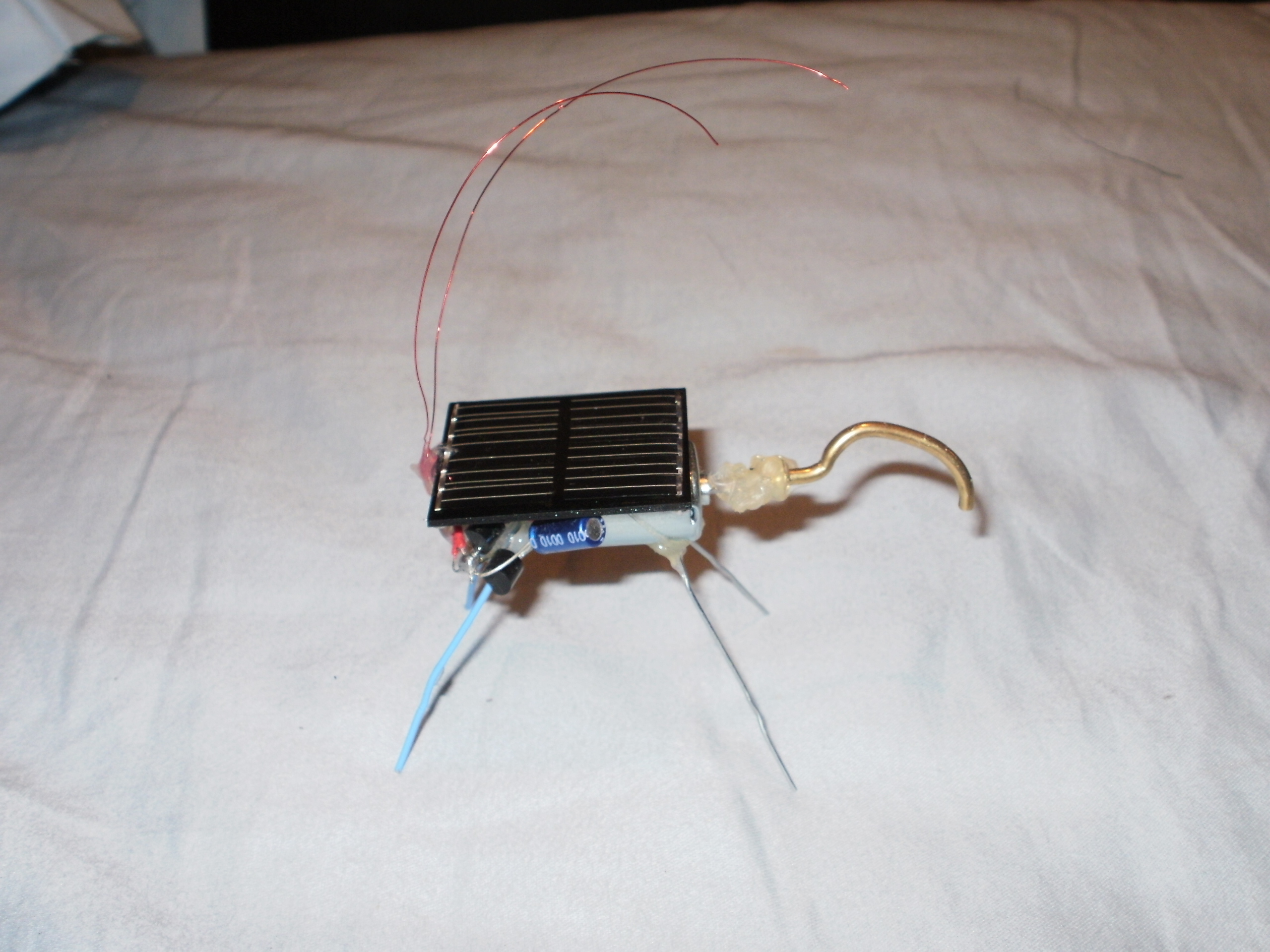 Solar Buzzing&nbsp;Beetle
