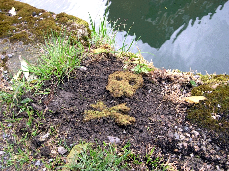 New Project: Moss Graffiti