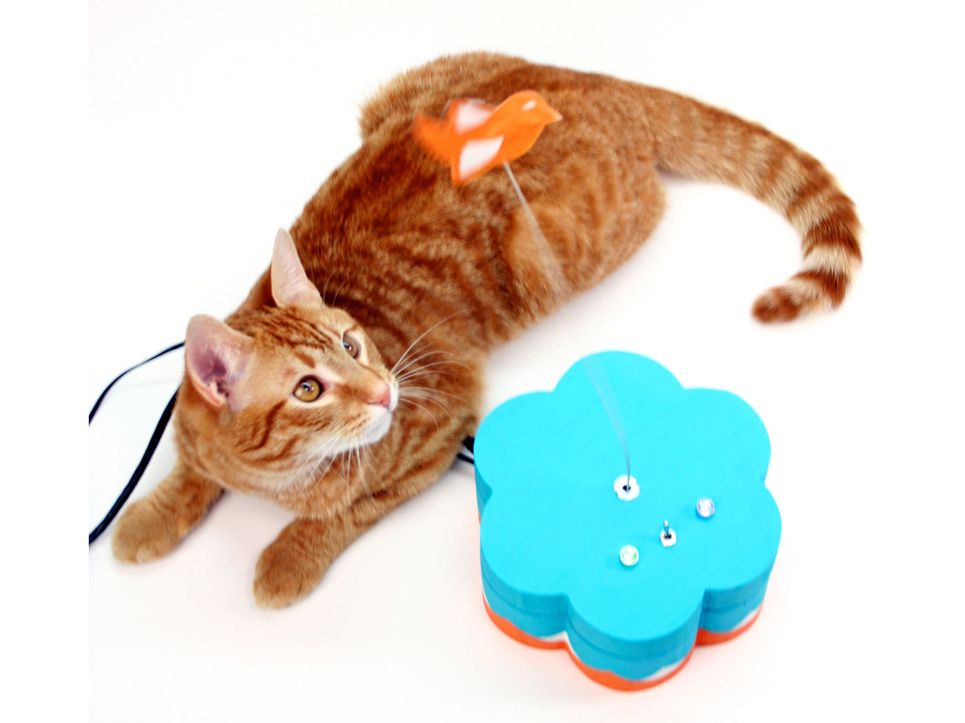 Kitty Twitty Cat&nbsp;Toy