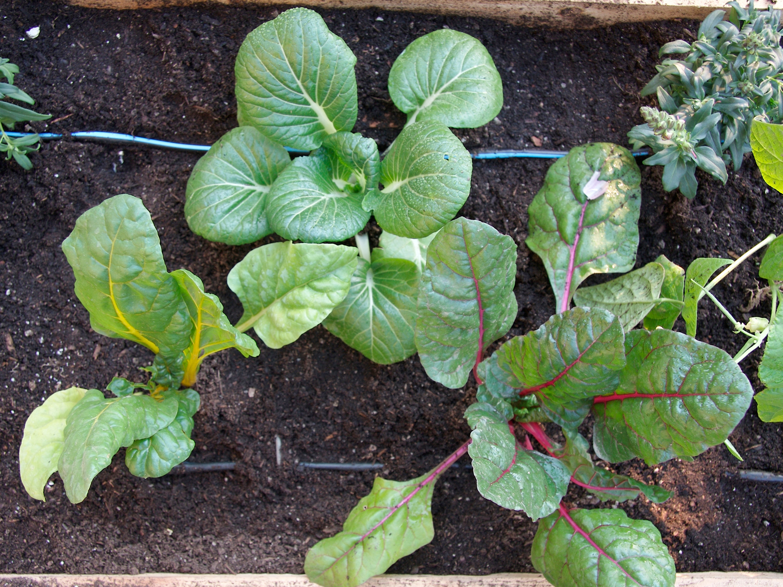 Drip&nbsp;Irrigation
