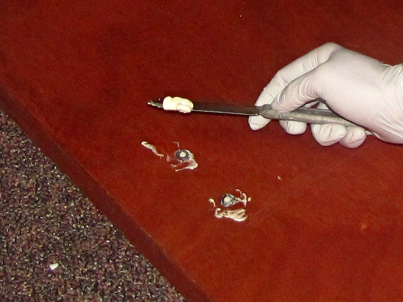 Hollow-Core Door&nbsp;Table