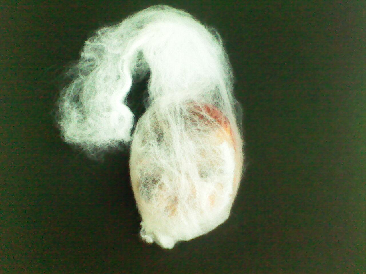 New Project: WebHeads! Create Spiderweb-Trapped Doll Heads for Halloween