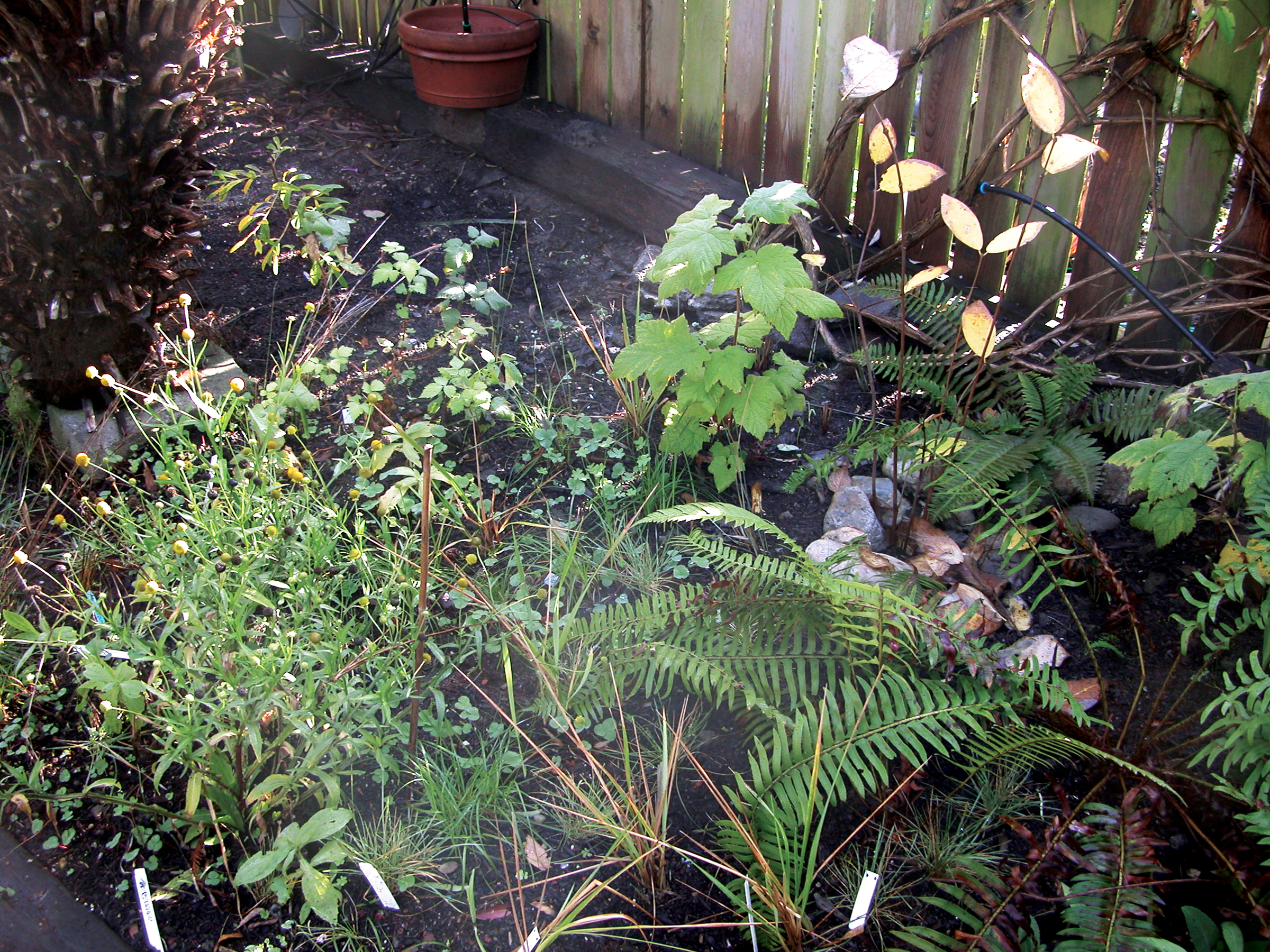 Backyard Graywater System