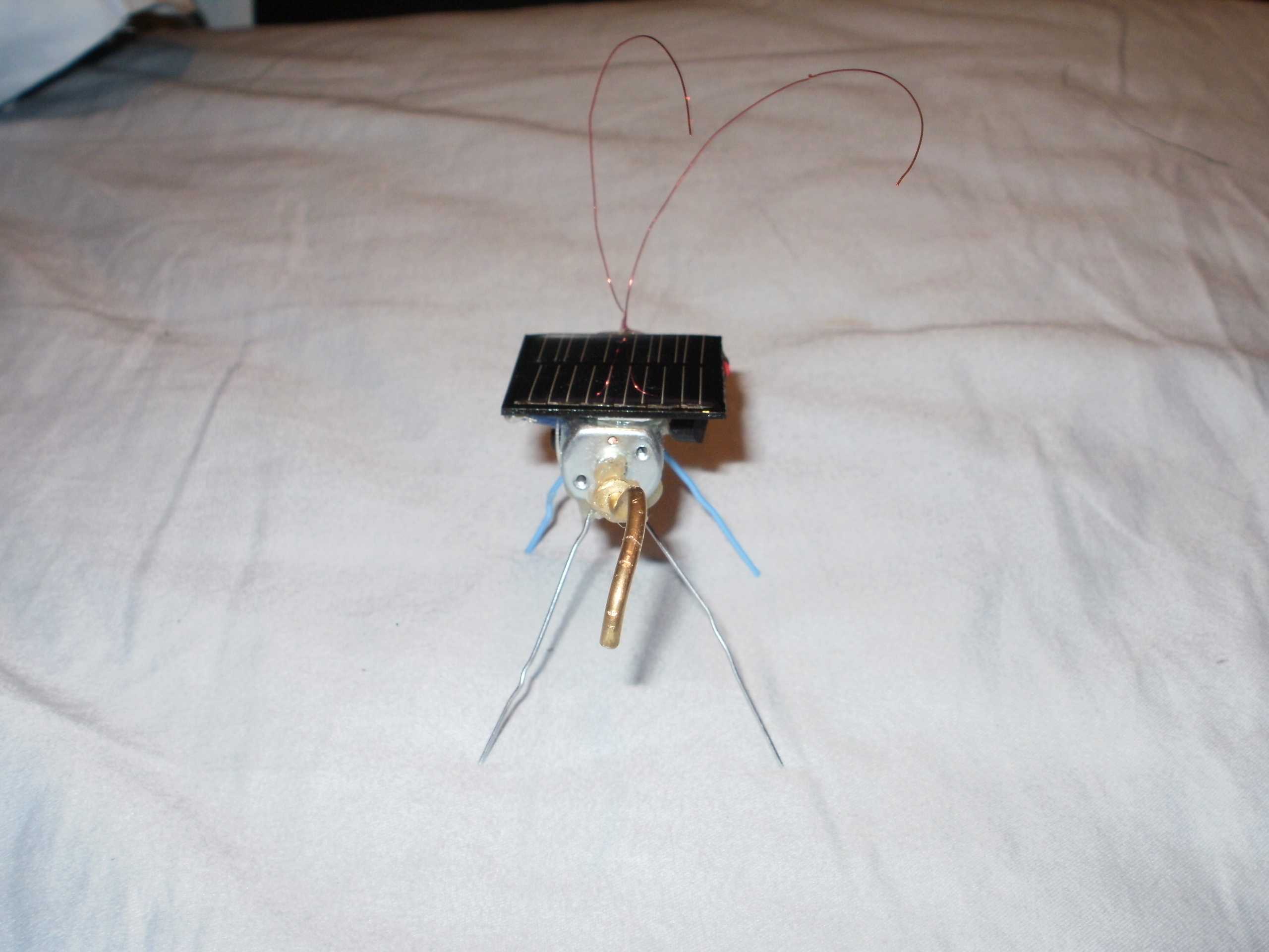 Solar Buzzing&nbsp;Beetle