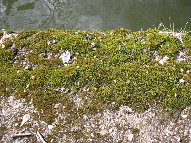 Moss Graffiti