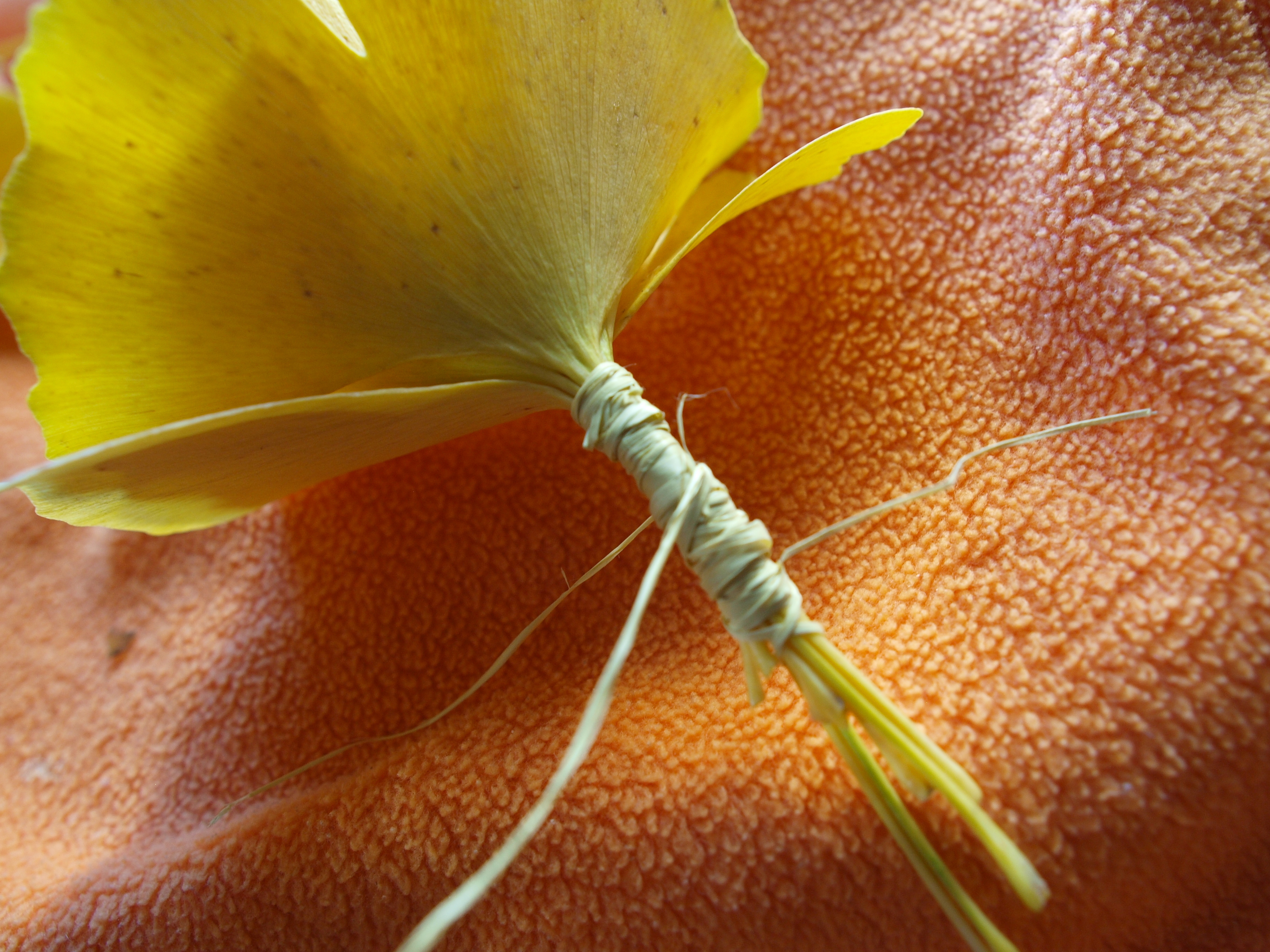 Yellow Gingko Rose