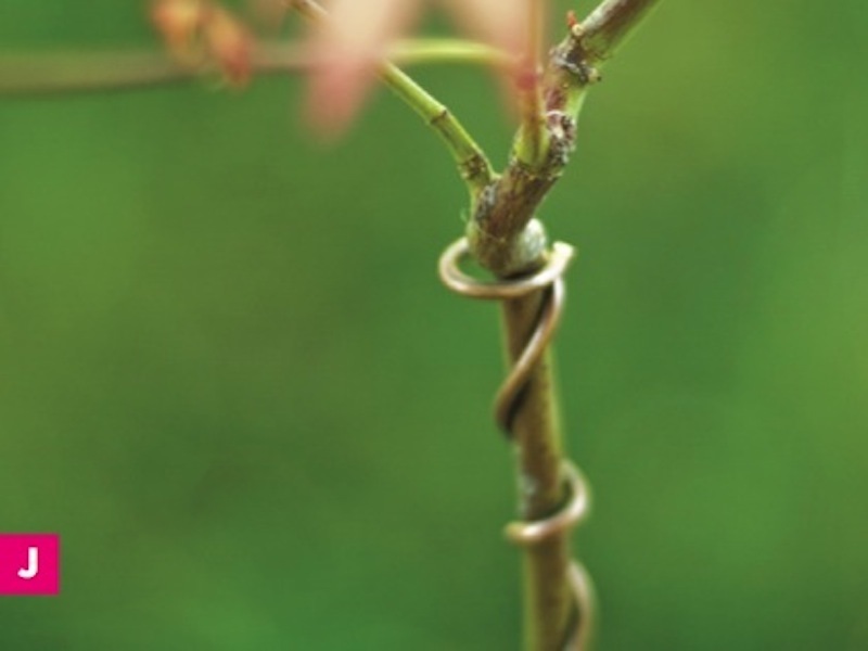 Bonsai 101