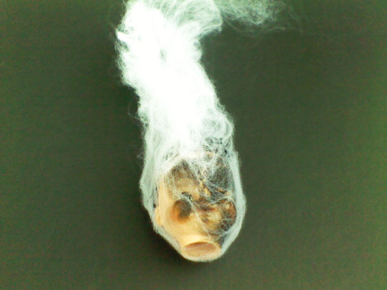 New Project: WebHeads! Create Spiderweb-Trapped Doll Heads for Halloween
