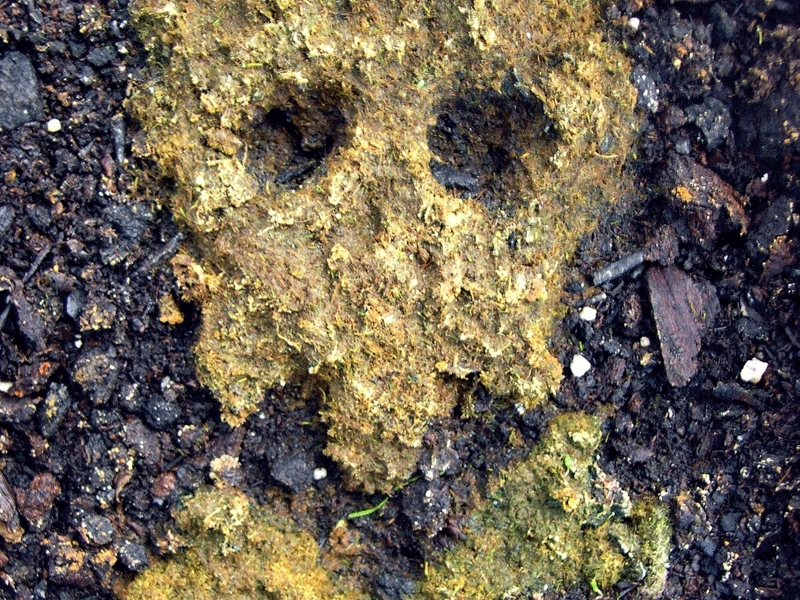 Moss&nbsp;Graffiti
