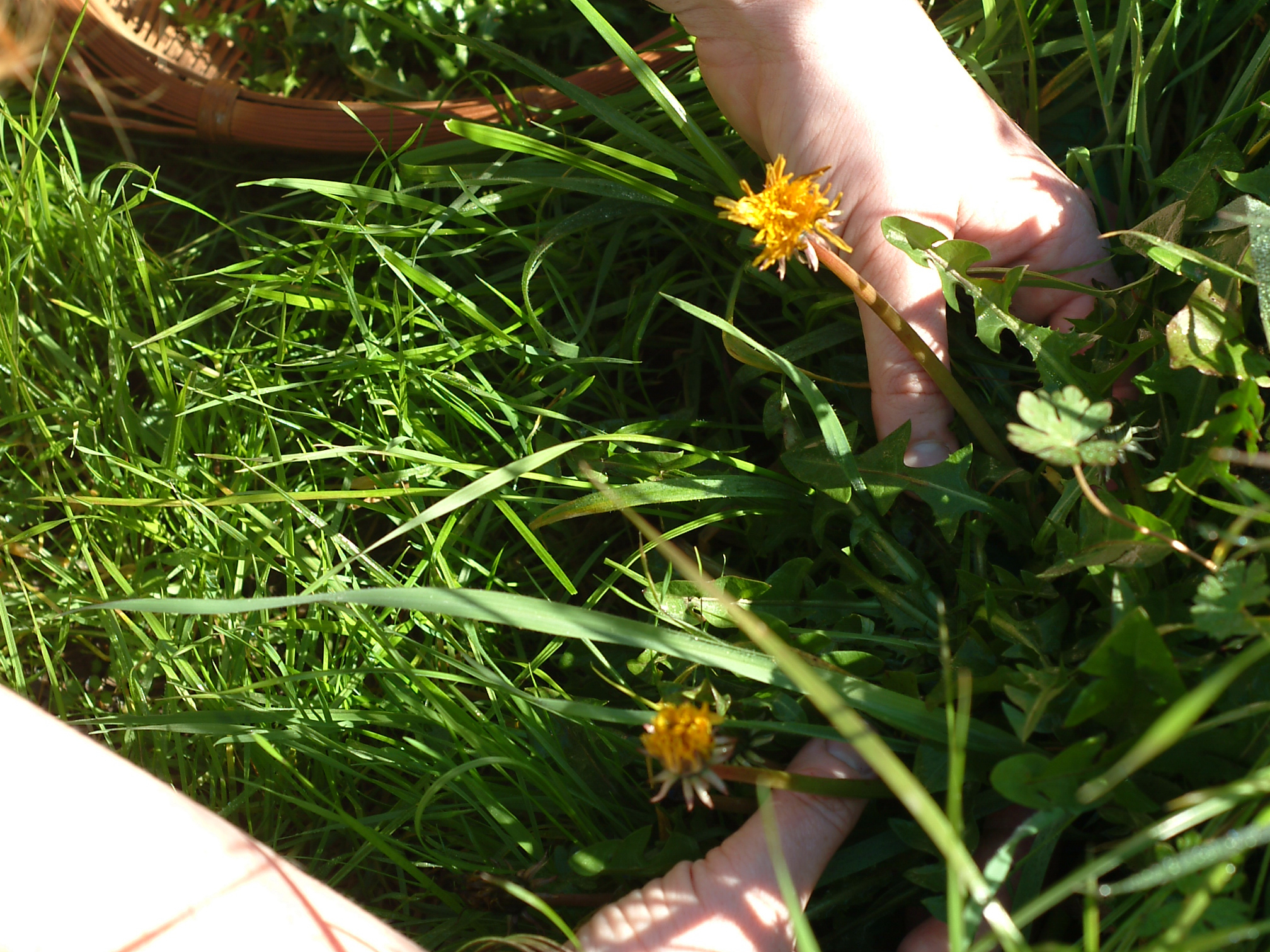 Herbal Tinctures