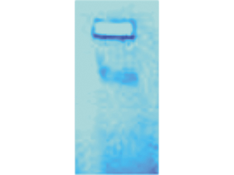 Home Molecular&nbsp;Genetics